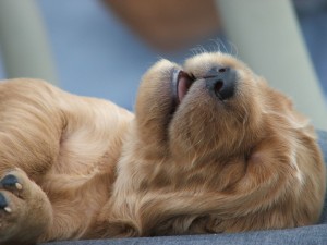 puppytrim